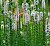 Лиатрис колосковый 'Альба' (Liatris spicata 'Alba')