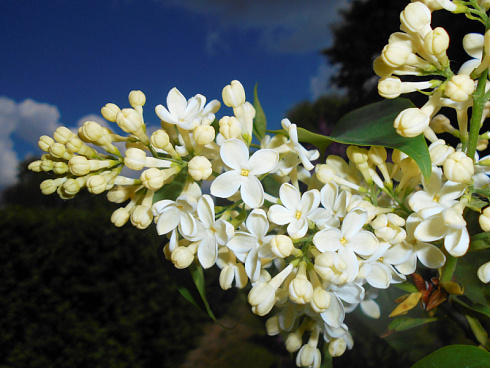 siren-obyknovennaya-prajmrouz-syringa-vulgaris-primrose-cvetok