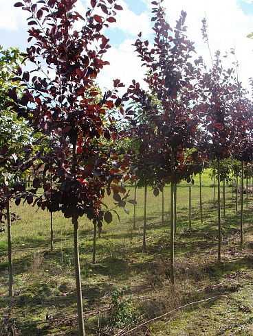cheremuha-virginskaya-shubert-prunus-virginiana-shubert-derevya-ryadami