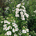 spireya-nipponskaya-snoumaund-spiraea-nipponica-snowmound-vetv.jpg