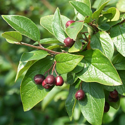 Кизильник блестящий (Cotoneaster lucidus)