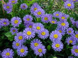 Астра альпийская 'Леди ин Блю' (Aster alpinum 'Lady in blue')