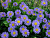 Астра альпийская 'Леди ин Блю' (Aster alpinum 'Lady in blue')