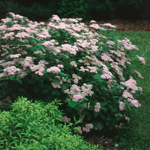 Спирея фрича (Spiraea fritschiana)2