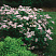 Спирея фрича (Spiraea fritschiana)2