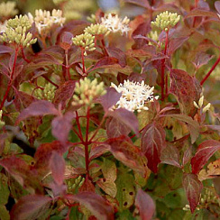 Дерен кроваво-красный 'Мидвинтер Файер' (Cornus sanguinea 'Midwinter Fire')