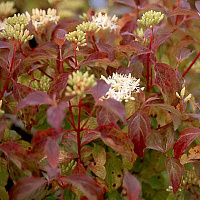 Дерен кроваво-красный 'Мидвинтер Файер' (Cornus sanguinea 'Midwinter Fire')