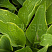 hosta-regal-splendor-hosta-regal-splendor-list.jpg