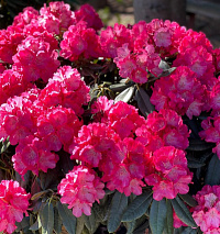 Рододендрон 'Моргенрот' (Rhododendron 'Morgenrot')
