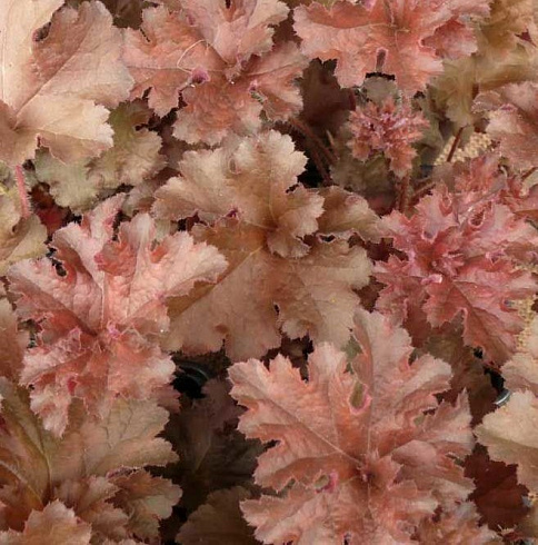 Гейхера гибридная 'Cappuccino' (Heuchera hybrida 'Cappuccino')