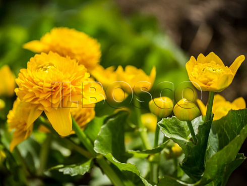 kaluzhnica-bolotnaya-mahrovaya-caltha-palustris-f-pleno-socvetie.jpg