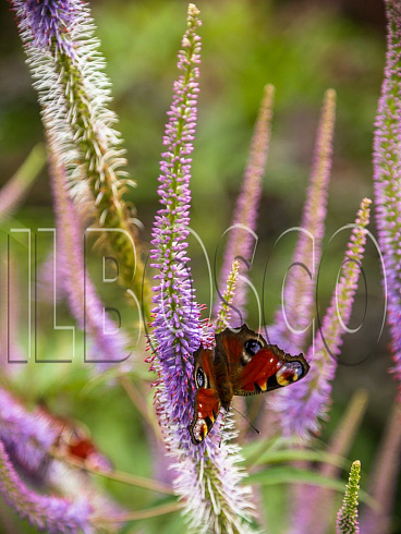 veronikastrum-virginskij-veronicastrum-virginicum-socvetie.jpg