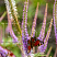veronikastrum-virginskij-veronicastrum-virginicum-socvetie.jpg