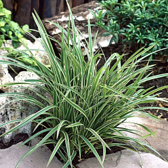 Осока Моррова (Carex morrowii)