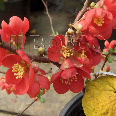 ajva-prevoskhodnaya-krimsonehnd-gold-chaenomeles-superba-crimson-and-gold-cvety