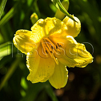 Лилейник 'Стелла Д'Оро' (Hemerocallis 'Stella D'Oro')