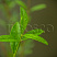 biryuchina-obyknovennaya-atrovirens-ligustrum-vulgaris-atronirens-pobeg.jpg
