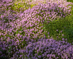 Тимьян ползучий (Thymus serpyllum)