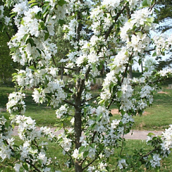Яблоня декоративная 'Джон Доуни' (Malus 'John Downie')