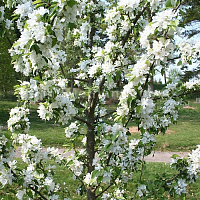 Яблоня декоративная 'Джон Доуни' (Malus 'John Downie')