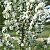 Яблоня декоративная 'Джон Доуни' (Malus 'John Downie')