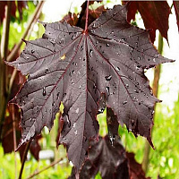 Клен остролистный 'Роял Ред' (Acer platanoides 'Royal Red')