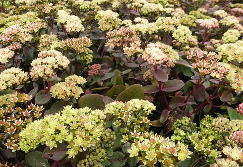 ochitok-gibridnyj-jellou-ksenoks-sedum-hybride-yellow-xenox-cvetenie-do-sentyabrya