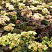 ochitok-gibridnyj-jellou-ksenoks-sedum-hybride-yellow-xenox-cvetenie-do-sentyabrya