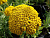 Тысячелистник 'Золотые одежды' (Achillea 'Zolotie odezhdi')