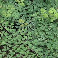 Василистник малый 'Адиантифолиум' (Thalictrum minus 'Adiantifolium')