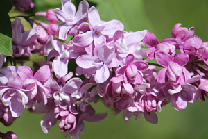 Сирень обыкновенная 'Богдан Хмельницкий' (Syringa vulgaris 'Богдан Хмельницкий')
