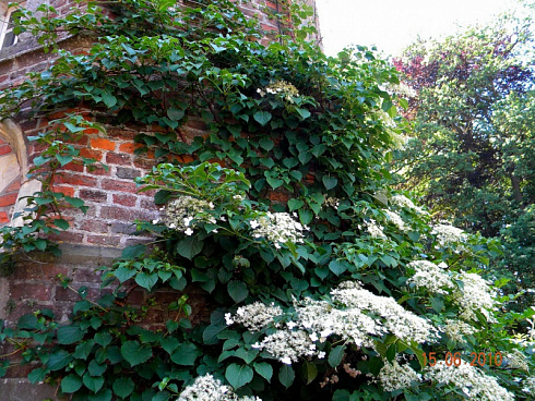 gortenziya-chereshkovaya-petiolaris-hydrangea-anomale-petiolaris-kust.jpg