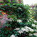 gortenziya-chereshkovaya-petiolaris-hydrangea-anomale-petiolaris-kust.jpg