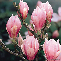 Магнолия Суланжа (Magnolia soulangeana)
