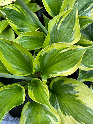 Green Patriot