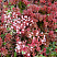 ochitok-belyj-murale-sedum-album-murale-butony