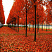 acer-platanoides-reitenbachii-plody-i-listya