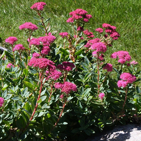 Очиток 'Carl' (Sedum 'Carl')