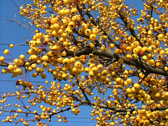Яблоня декоративная 'Винтерголд' (Malus 'Wintergold')