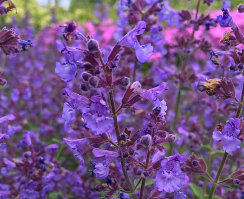 Котовник фассена 'Kit Cat' (Nepeta faassenii 'Kit Cat')