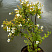 lapchatka-kustarnikovaya-abbotsvud-potentilla-fruticosa-abbotswood-sazhenec.jpg