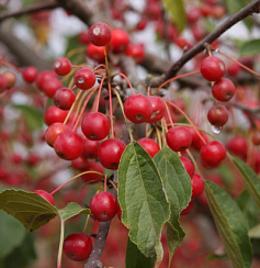 Яблоня декоративная 'Рэд Джевел' (Malus 'Red Jewel')