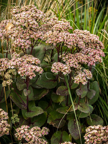 ochitok-telefium-matrona-sedum-telephium-matrona-rastenie.jpg