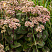 ochitok-telefium-matrona-sedum-telephium-matrona-rastenie.jpg