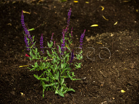 shalfej-dubravnyj-karadonna-salvia-nemorosa-caradonna-sazhenec.jpg