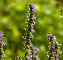 Иссоп лекарственный (Hyssopus officinalis)