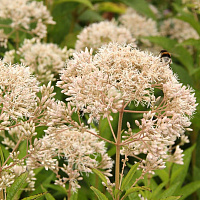 Посконник 'Сноуболл' (Eupatorium rugosum 'Snowball')