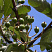 ryabina-promezhutochnaya-sorbus-intermedia-zelenye-plody