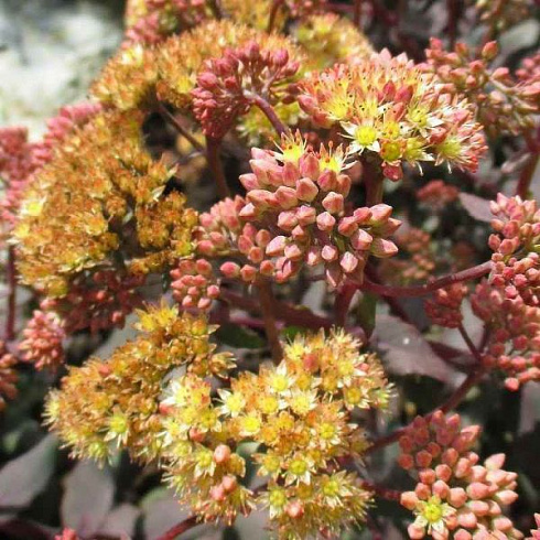 ochitok-gibridnyj-jellou-ksenoks-sedum-hybride-yellow-xenox-cvetenie-s-iyunya