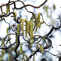 Лещина обыкновенная 'Конторта' (Corylus avellana 'Contorta')